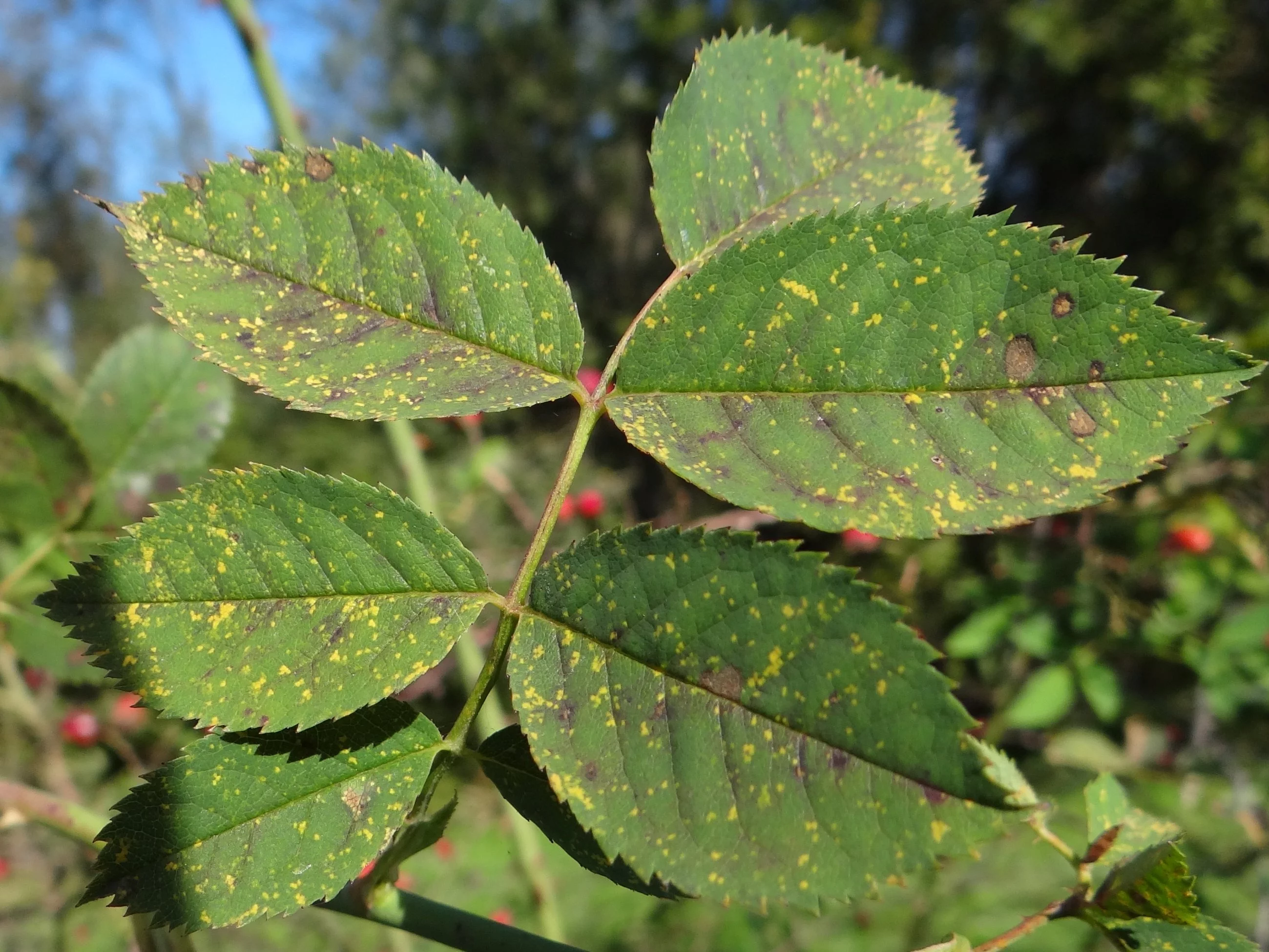 Pomarańczowe krostki pod liśćmi to pierwszy sygnał rdzy róży – jeśli je zignorujesz, roślina szybko zacznie tracić liście i siłę do kwitnienia