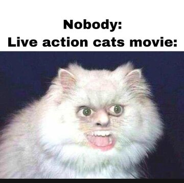 Reakcja na film „Koty”