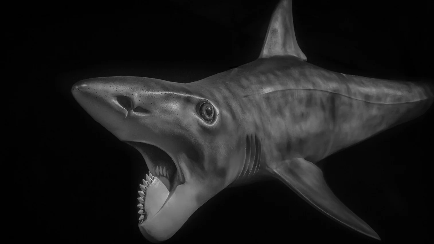 Helicoprion, prawdopodobny wygląd