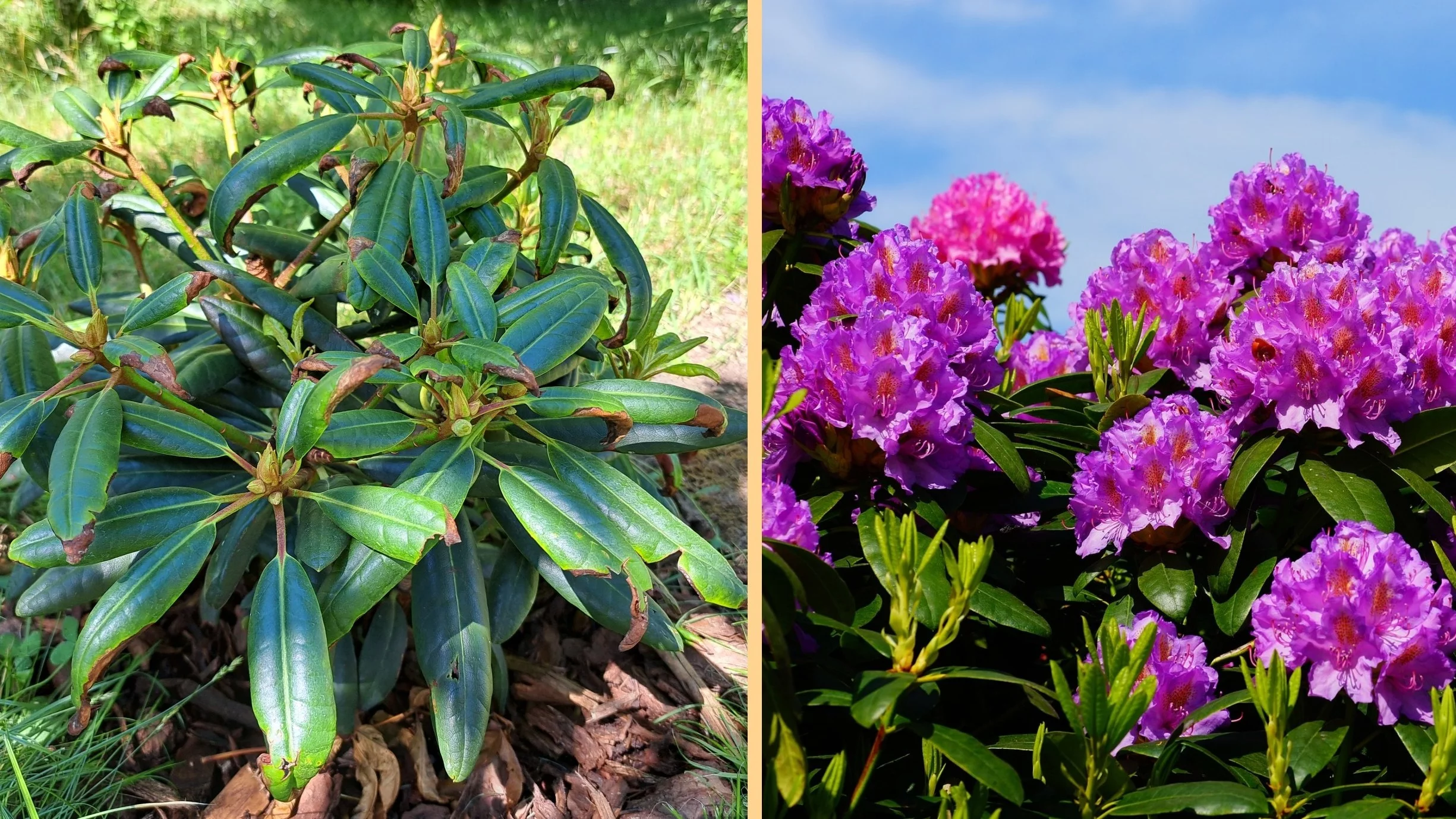 Rododendron