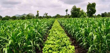 Rolnictwo regeneracyjne