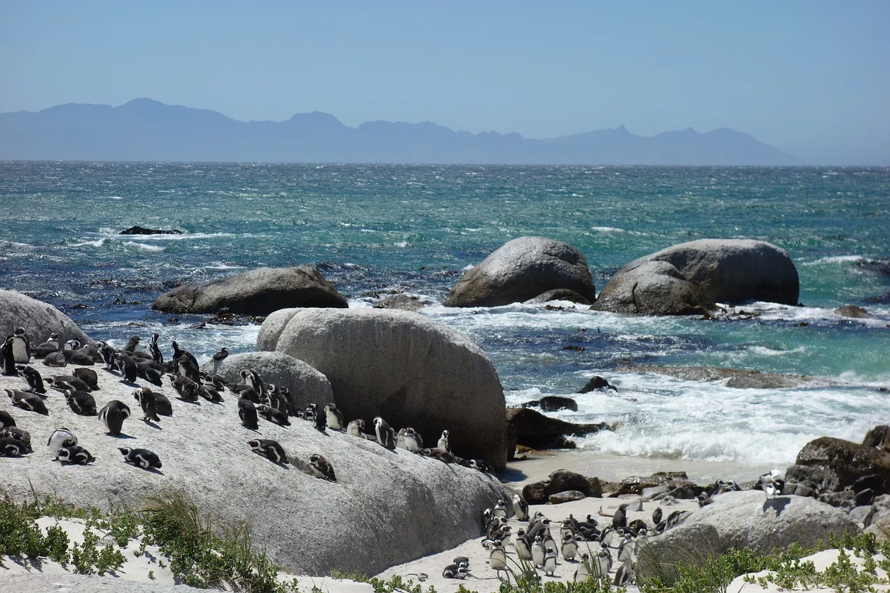 Pingwiny, zdjęcie ilustracyjne