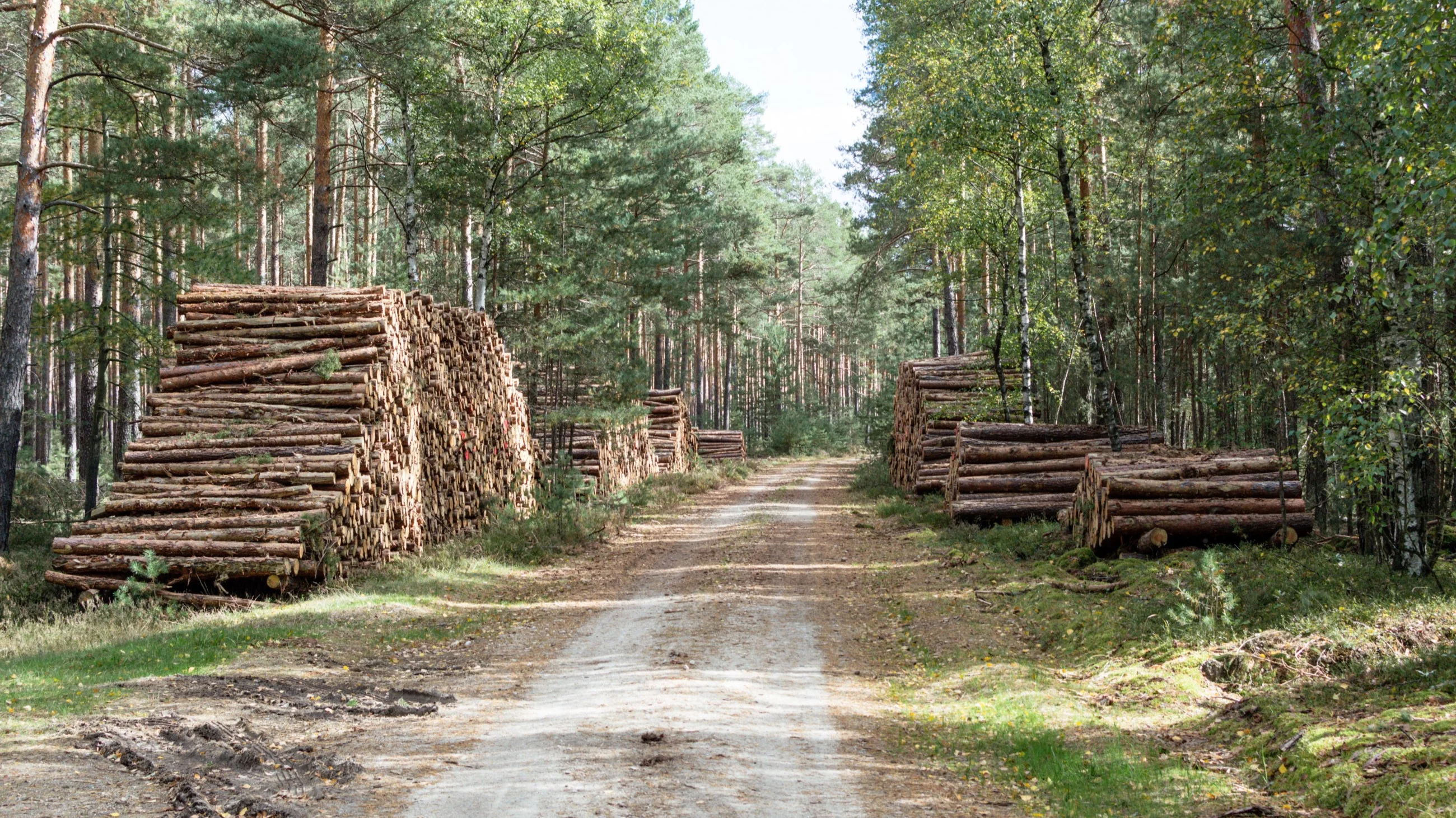 Niezwykle rzadka mutacja grzyba odnaleziona w polskim lesie. „Jedna na milion”