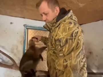 Rosjanie ukradli zwierzęta z zoo w Chersoniu