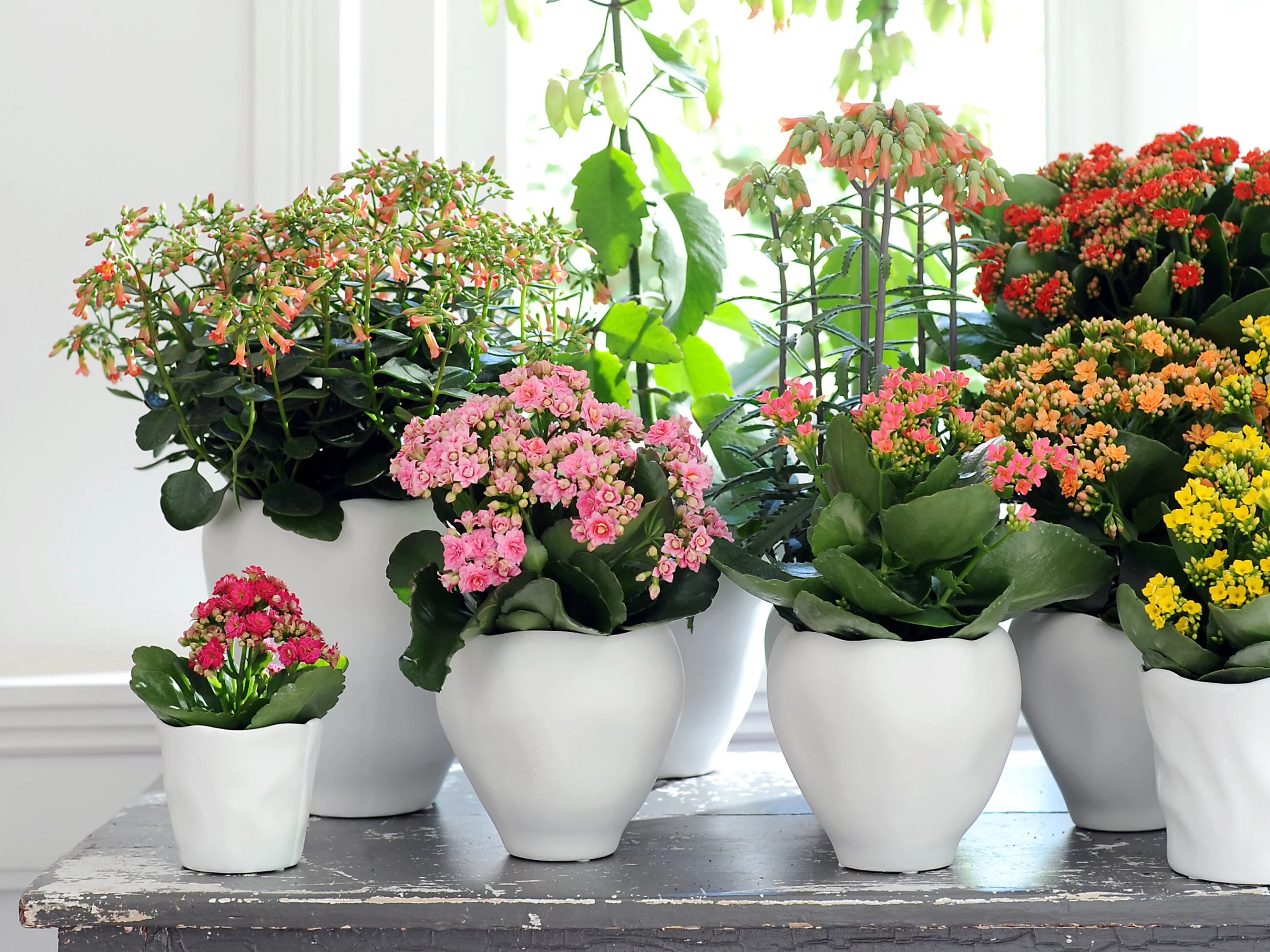 Kalanchoe Blossfelda