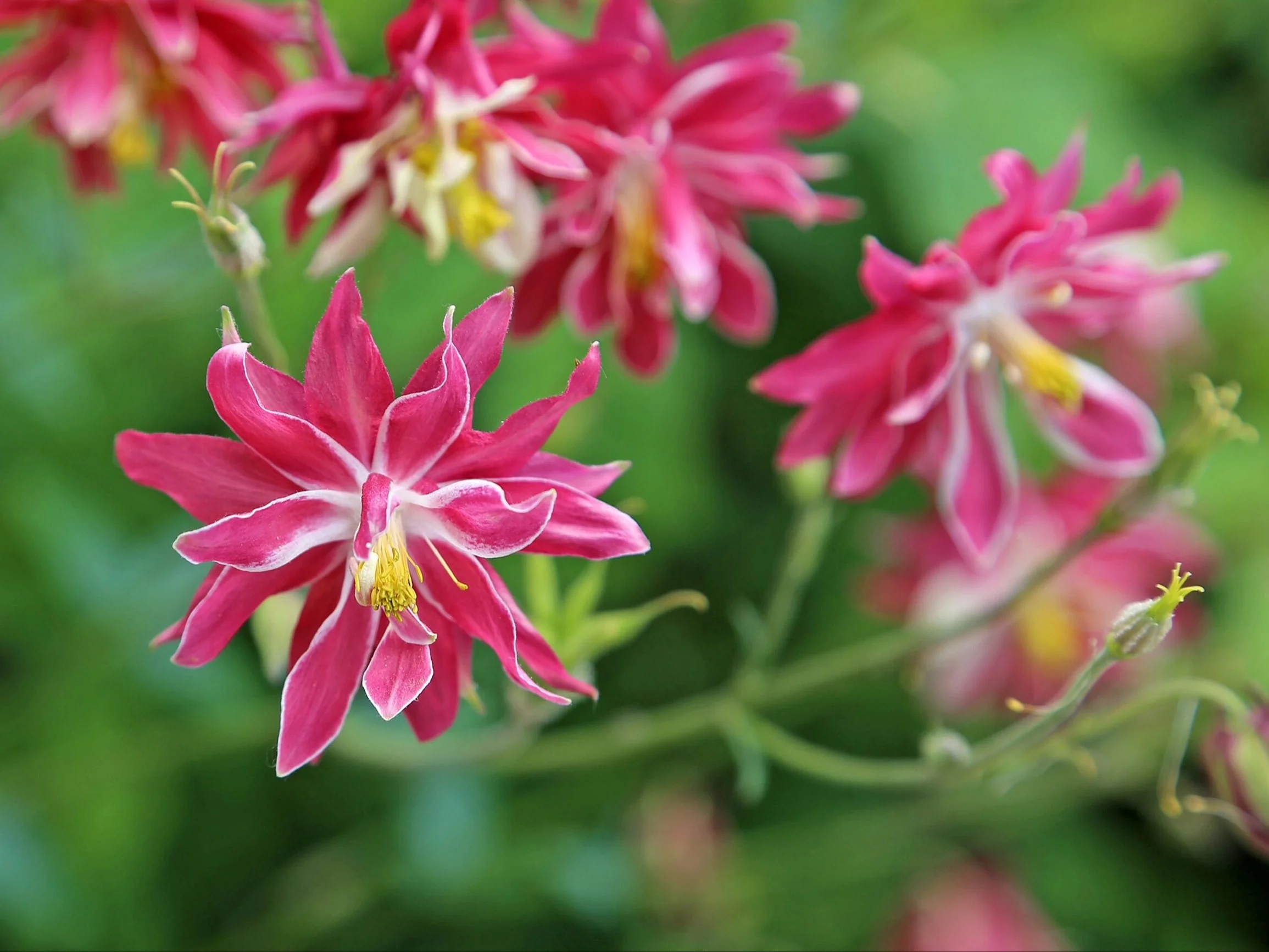 Orlik pospolity, Aquilegia vulgaris