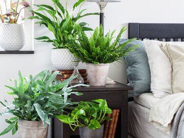Rośliny oczyszczające powietrze uprawiane w sypialni gwarantują zdrowy sen