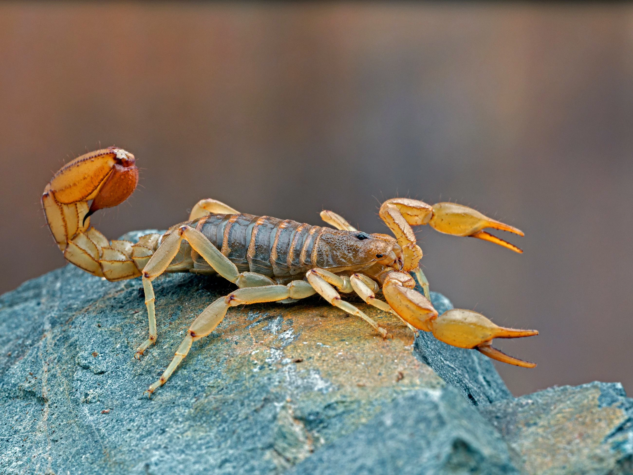 Skorpion/zdj. poglądowe