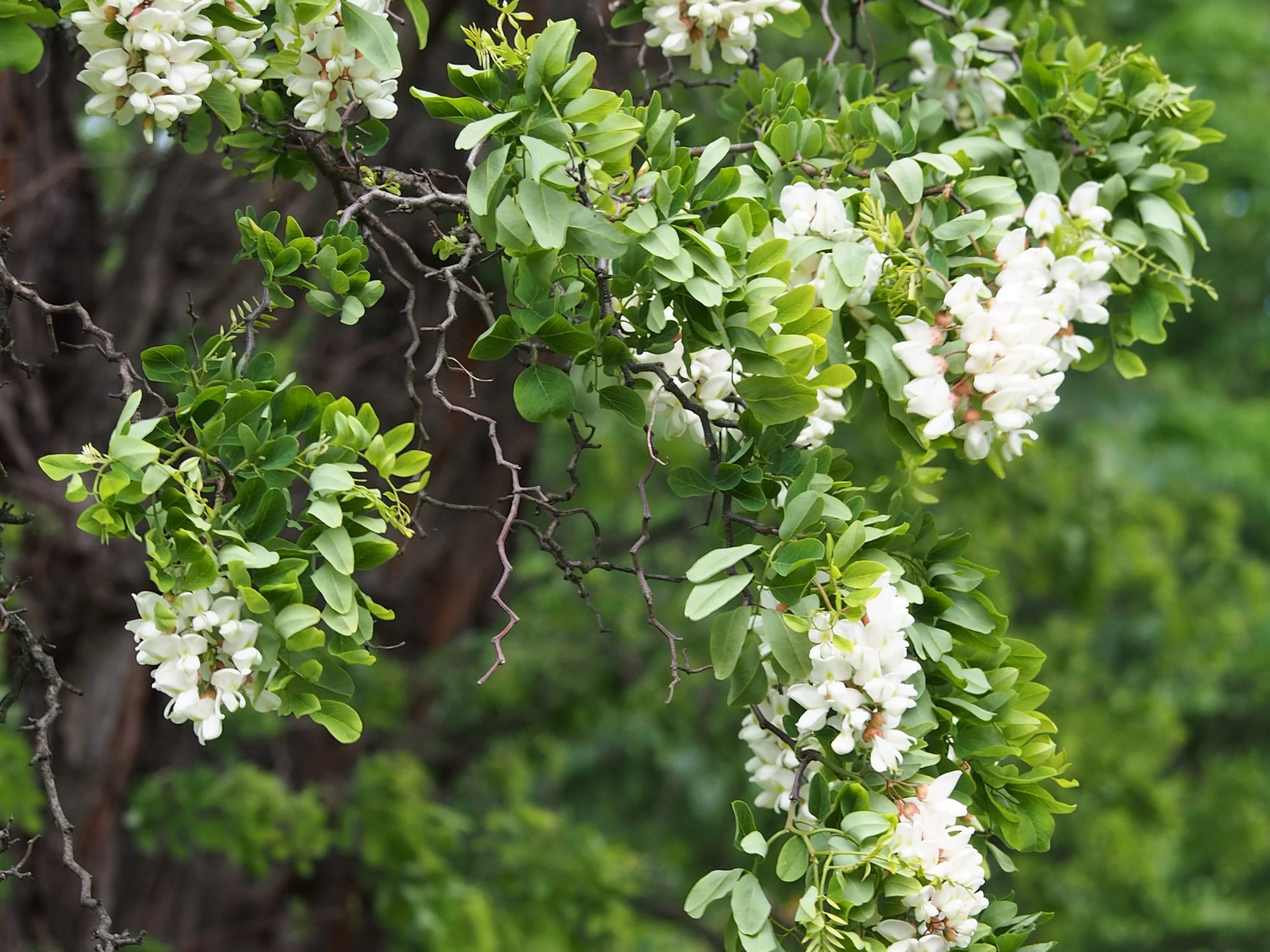 Robinia akacjowa (Robinia pseudoacacia)