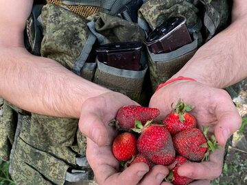 Rosyjski żołnierz zbierający truskawki