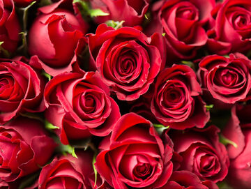 Róże, zdjęcie ilustracyjne