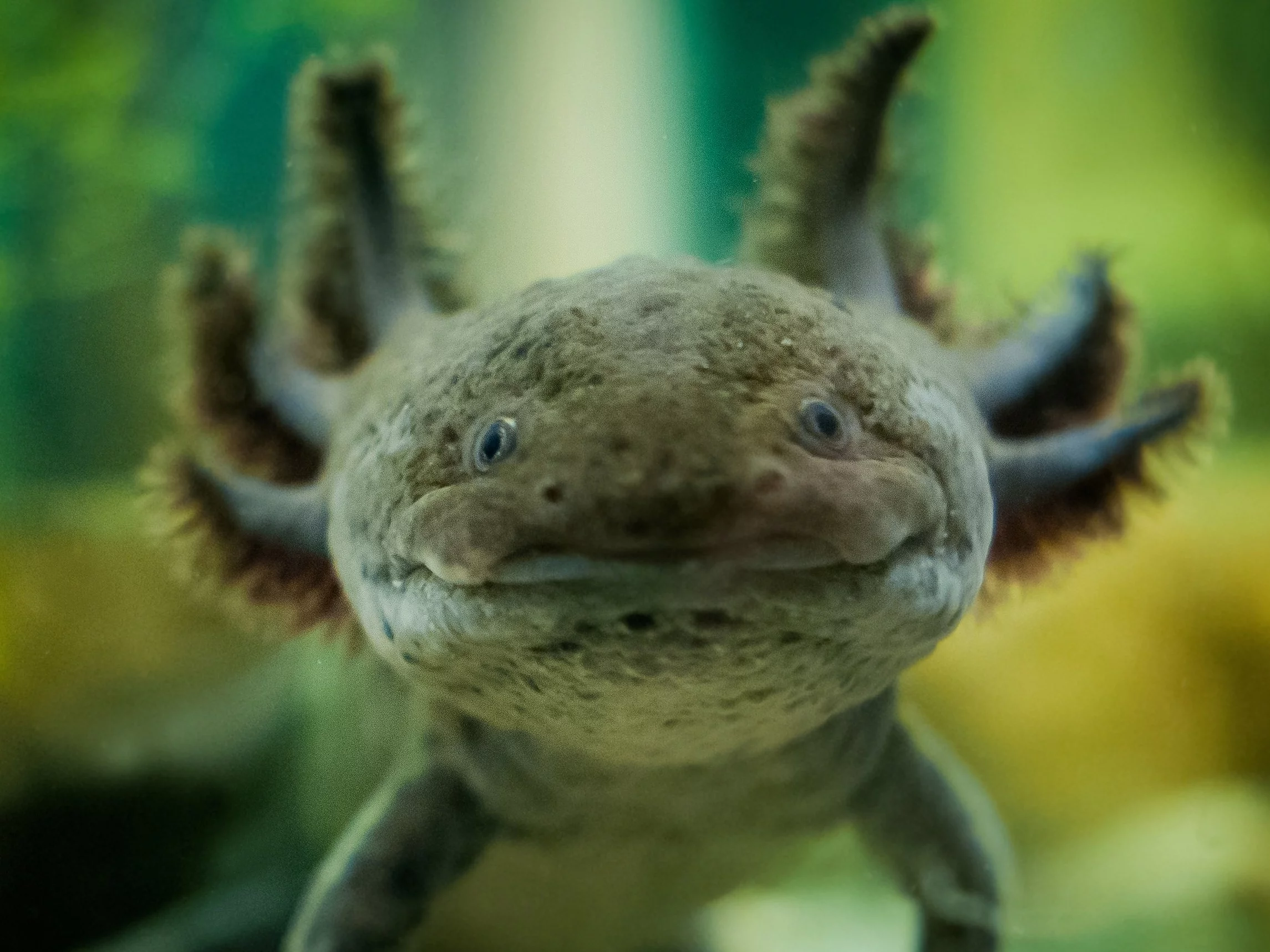 Axolotl