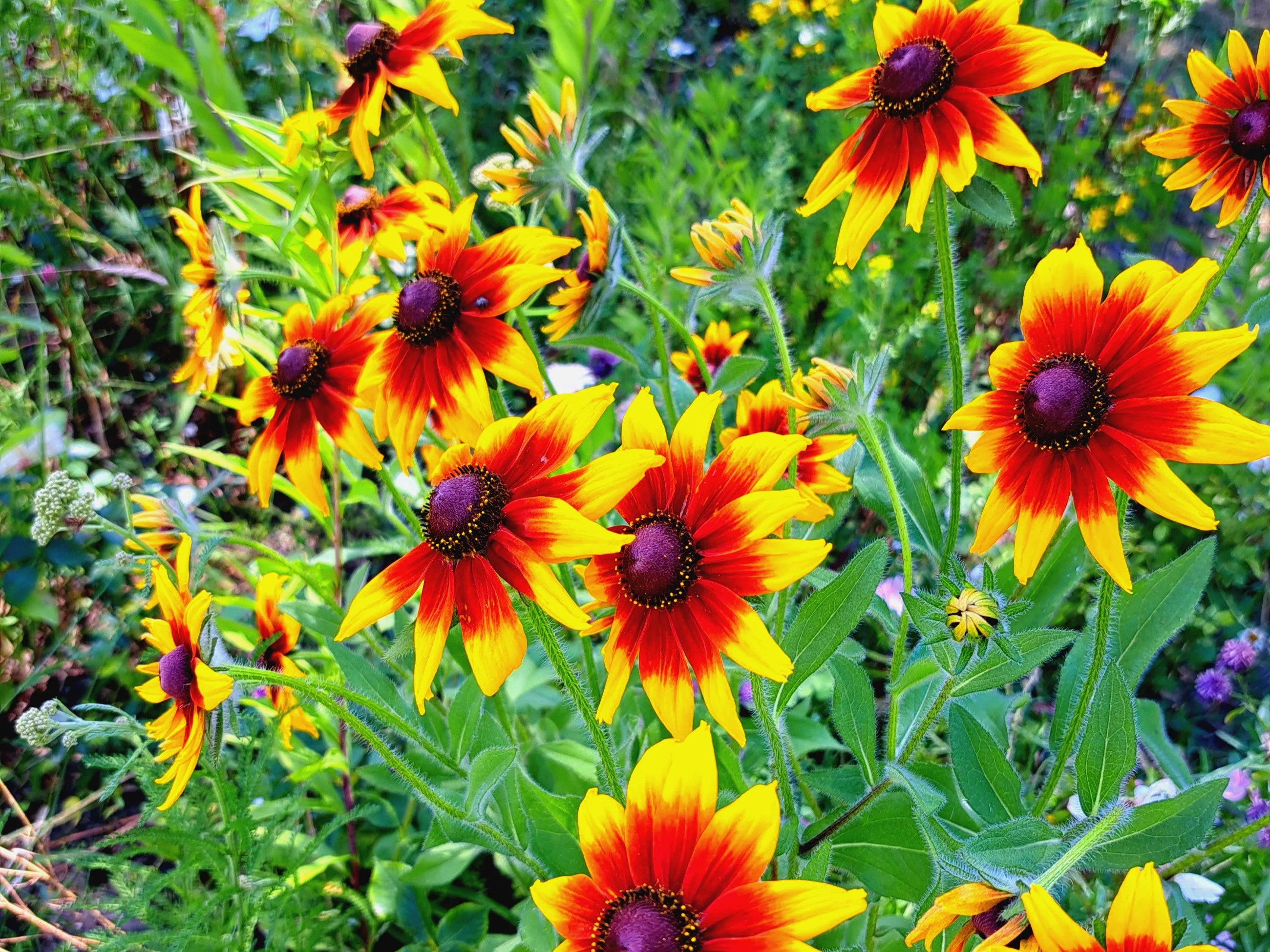 Rudbekia