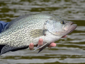 Ryba Pomoxis nigromaculatus, okoniowata