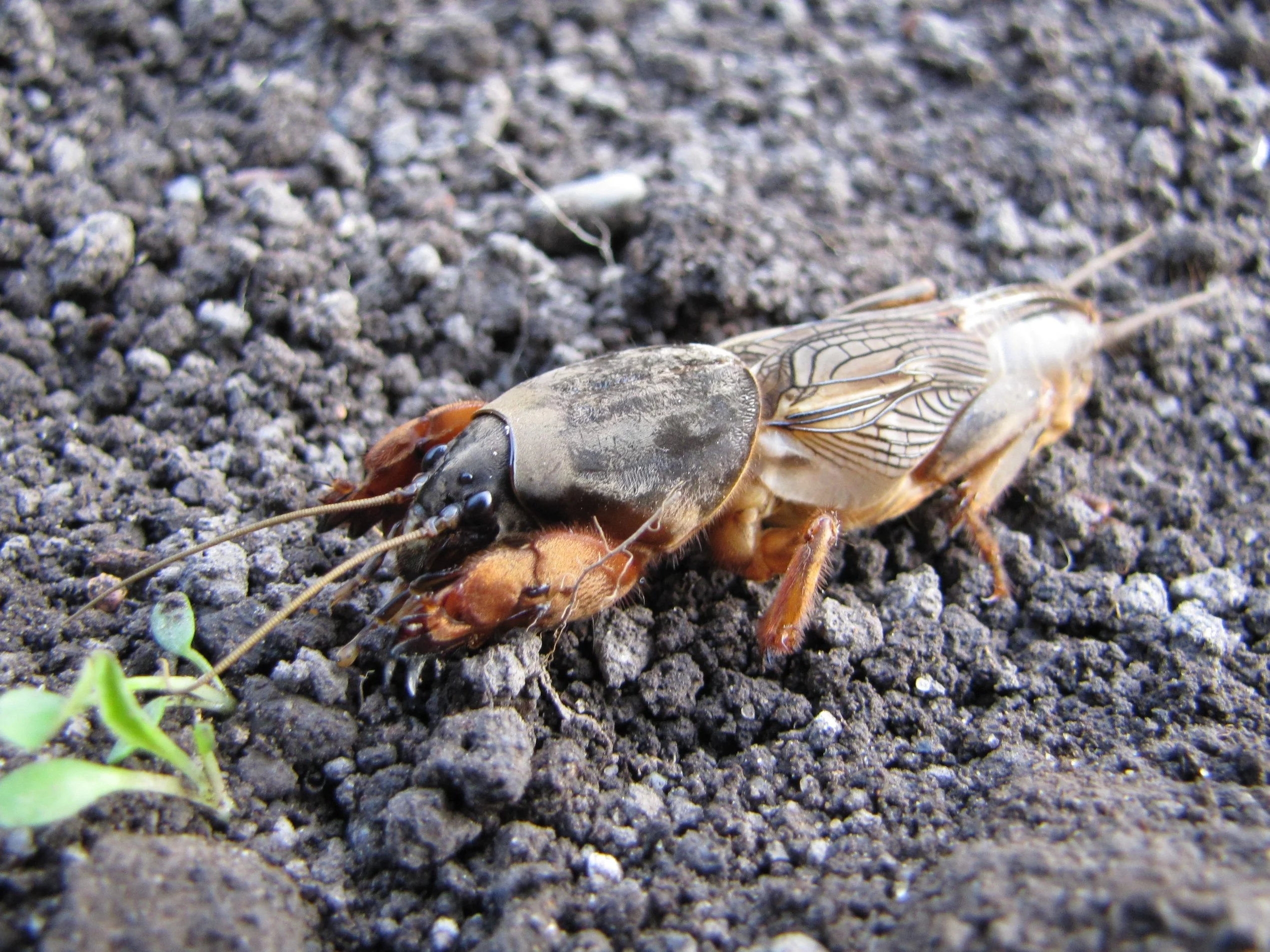 Turkuć podjadek, Gryllotalpa gryllotalpa