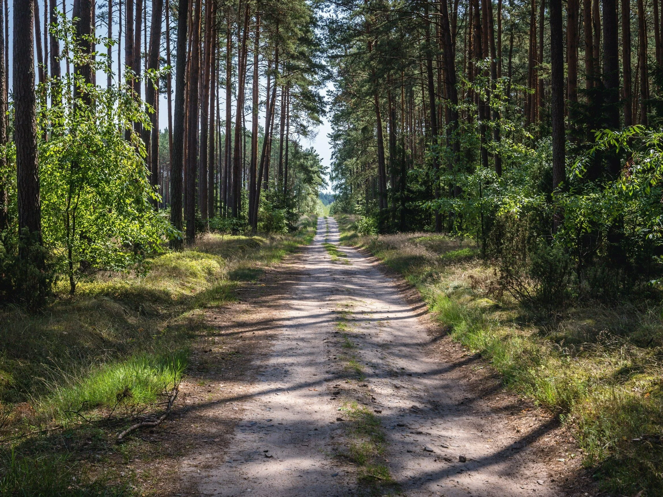 Las na Kujawach, zdjęcie ilustracyjne