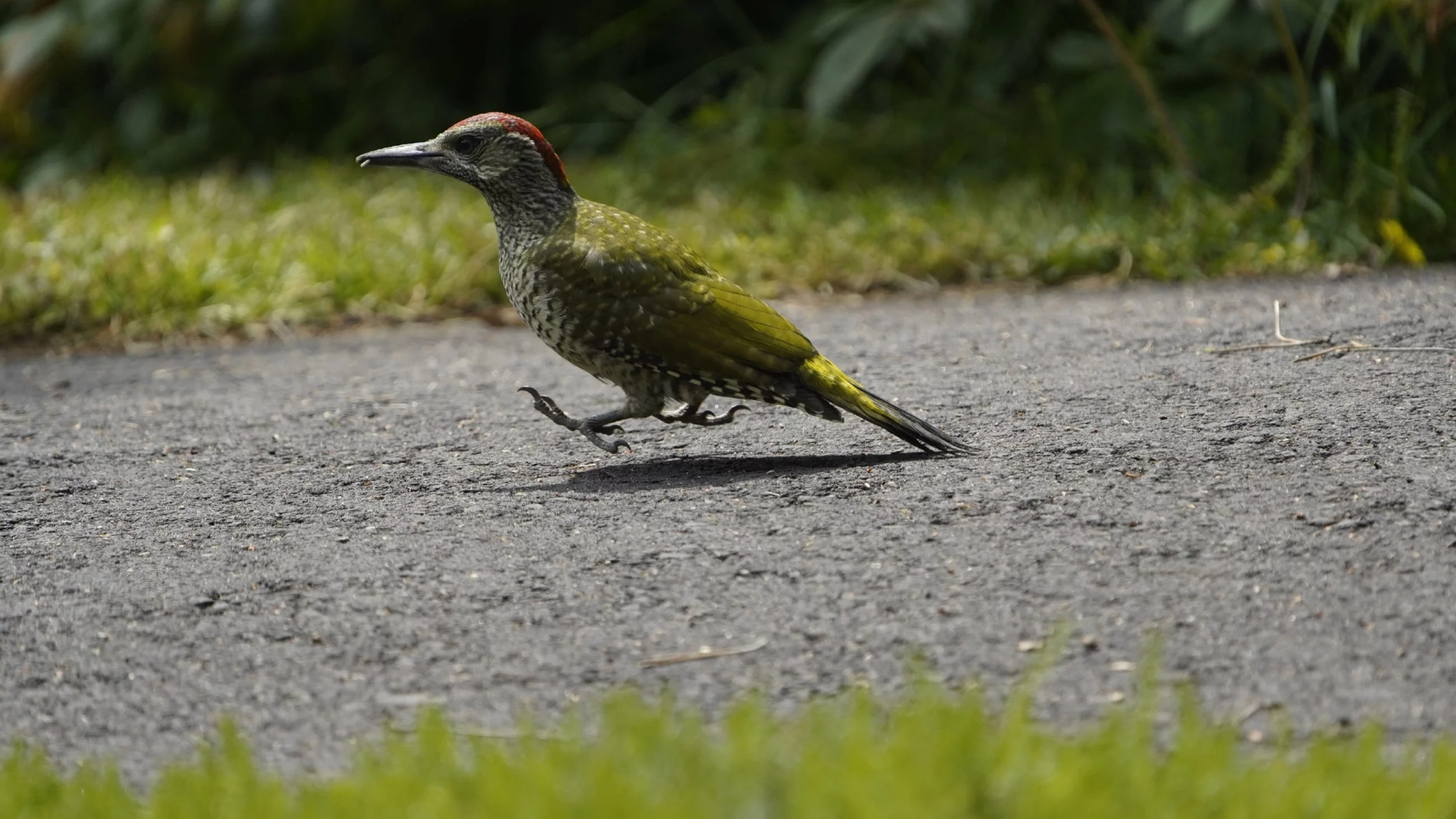 Rzadki i niezwykły gość w poznańskim parku. „To znak”