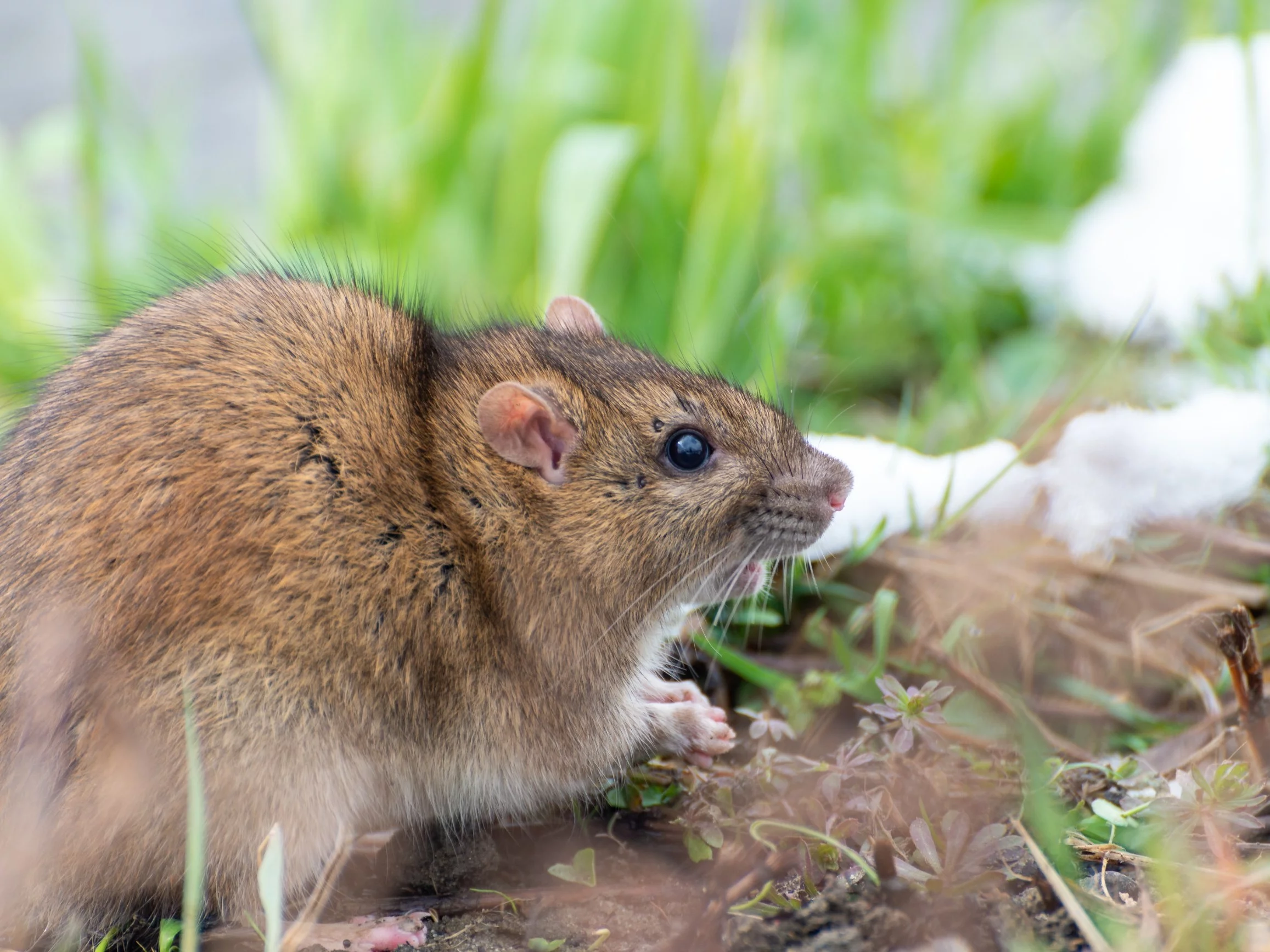 Karczownik ziemnowodny (Arvicola amphibius)