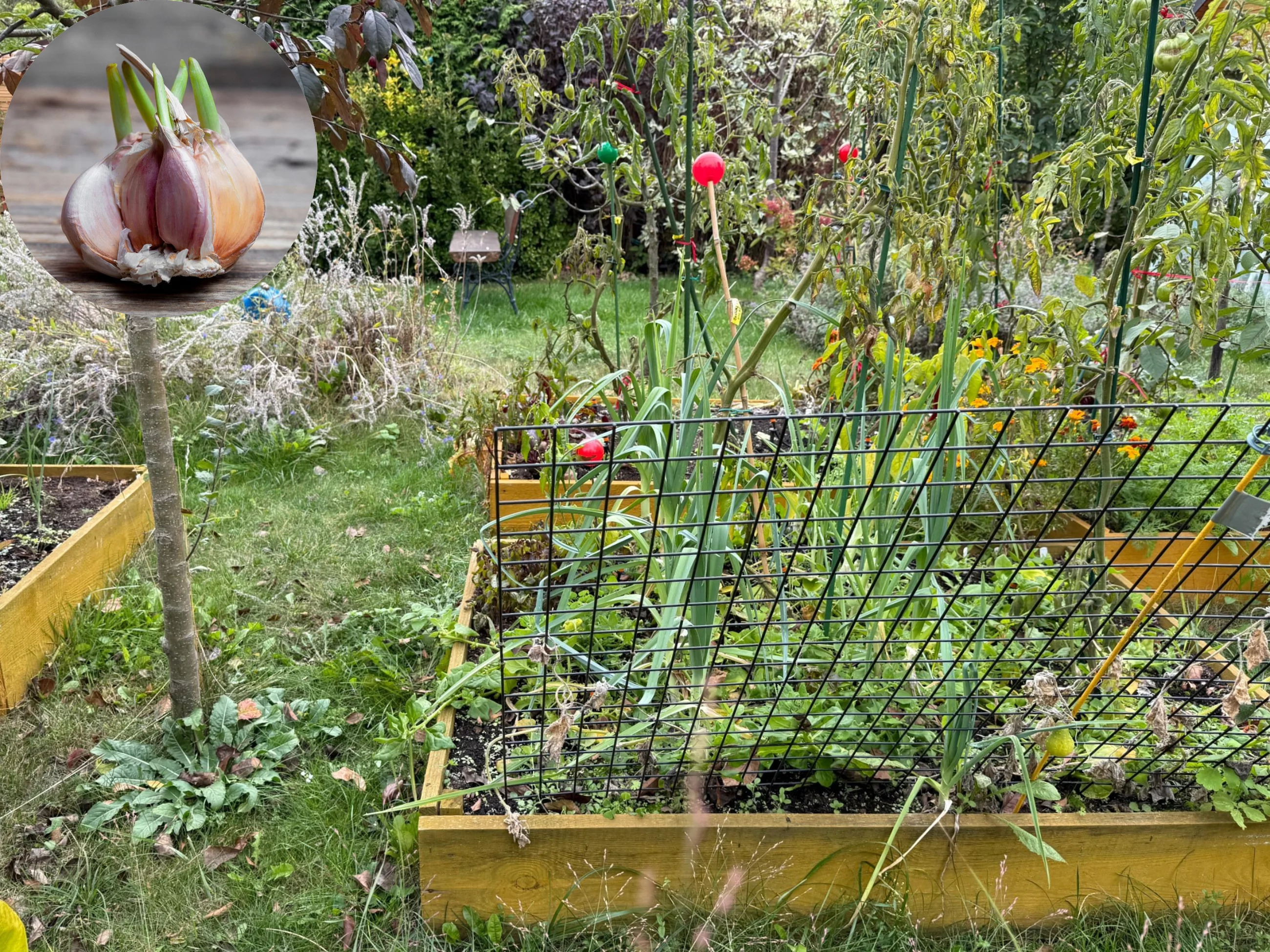 Sadzenie czosnku ozimego w gorczycy. Sposób na wielkie główki bez chemii