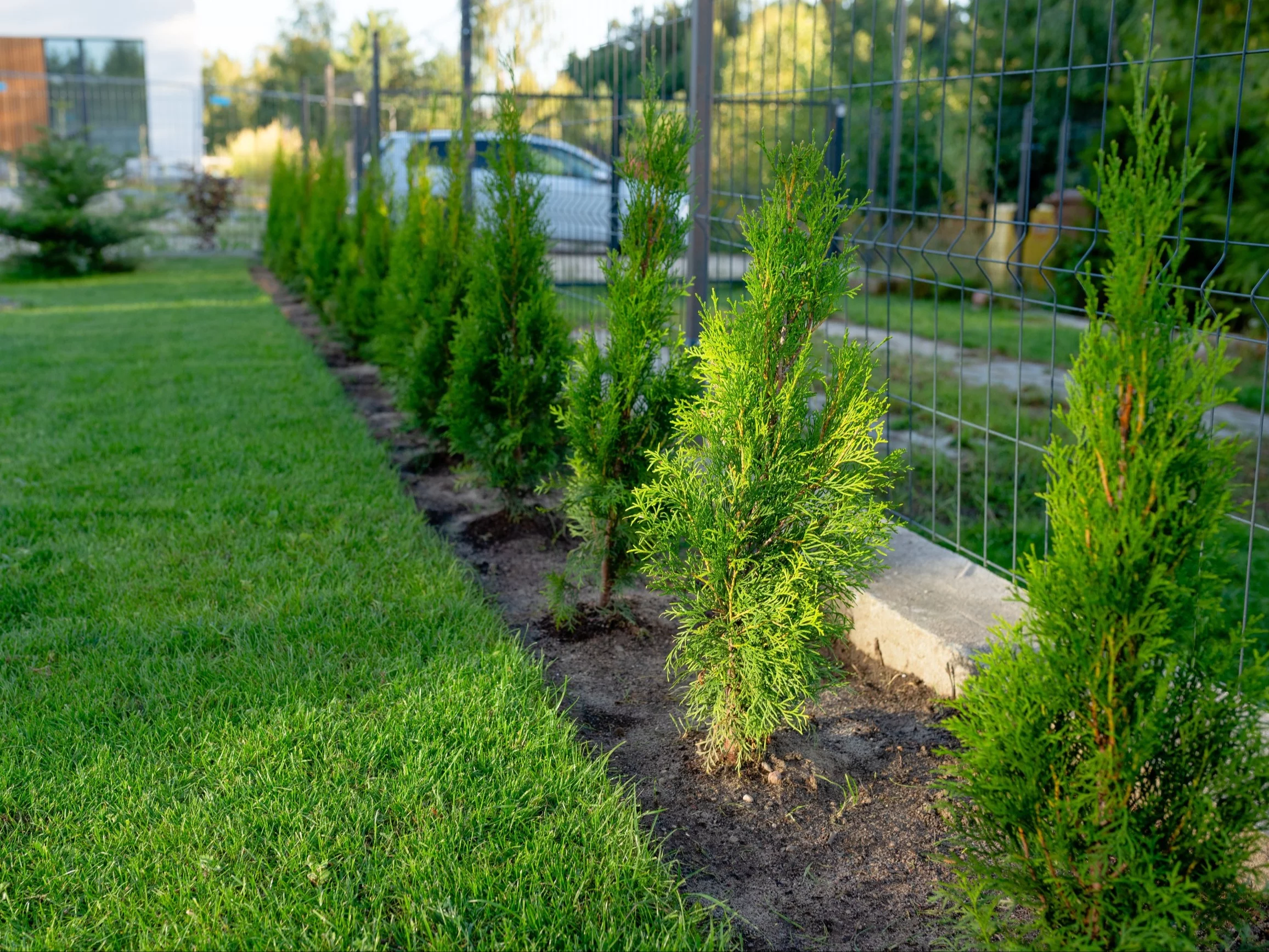 Tuje przy płocie sąsiada