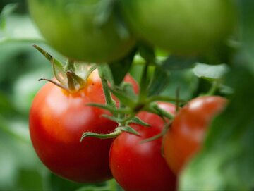 Sadzonki pomidorów są wrażliwe na przymrozki, trzeba koniecznie je zabezpieczyć