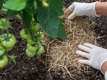 Ściółkowanie słomą pomaga zadbać o ziemię, którą szybko rosnące pomidory bardzo wyjaławiają