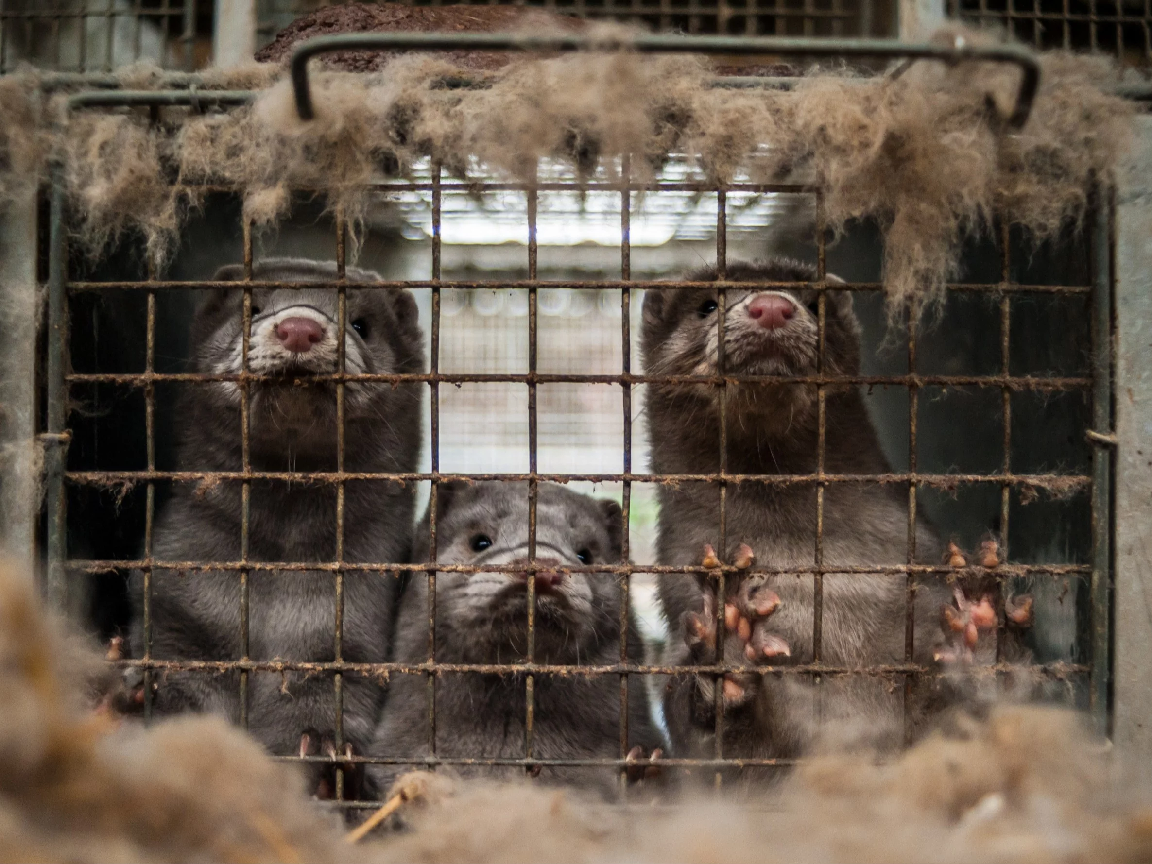 Sejm za zakazem hodowli zwierząt na futra. Wiele zależy teraz od prezydenta