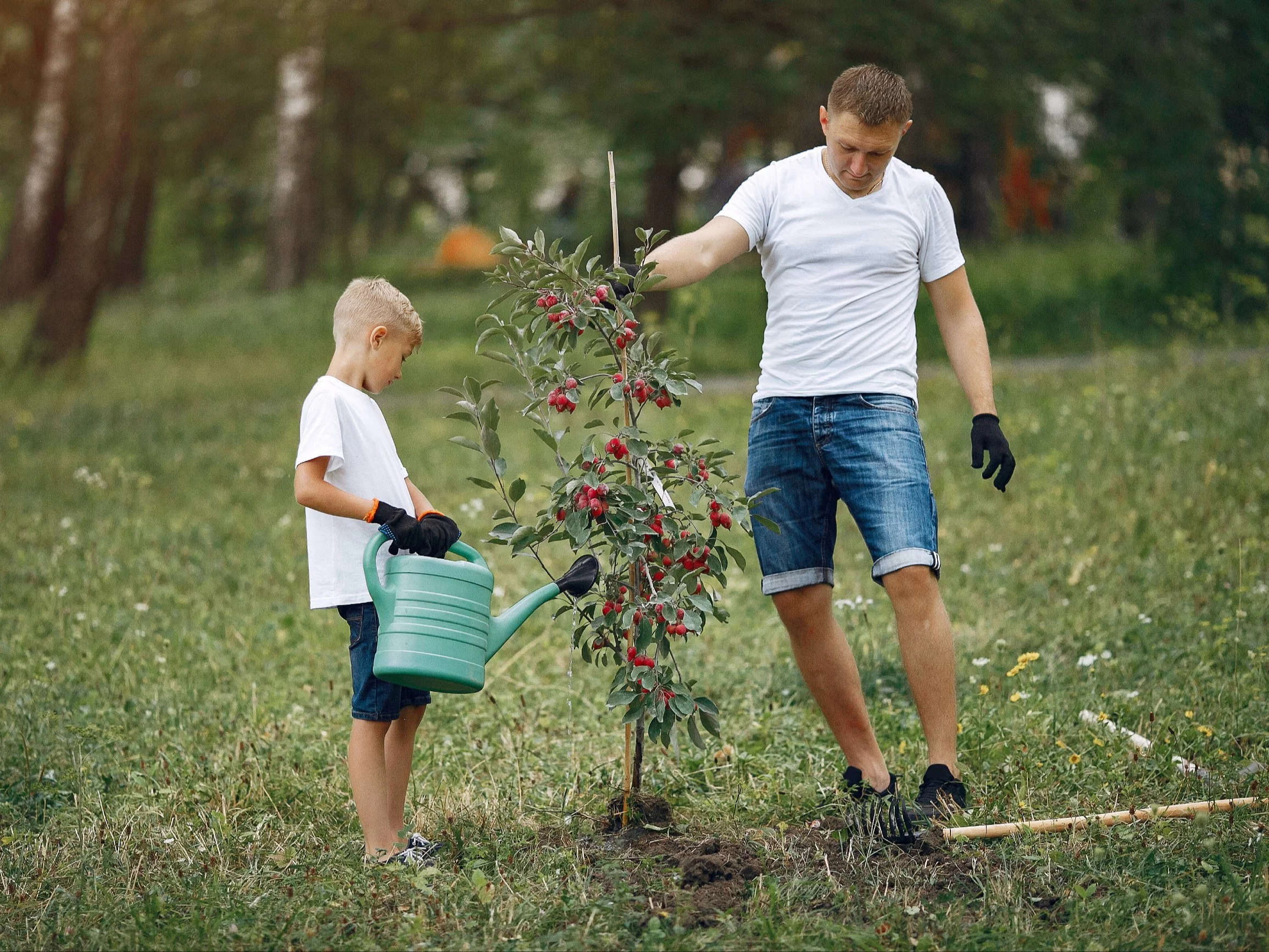 Podlewanie drzewka w ogrodzie