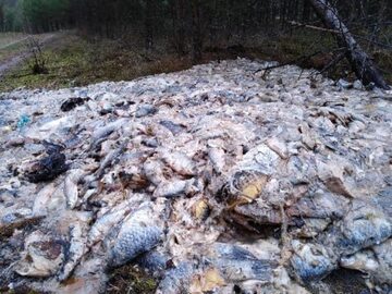 Setki kilogramów martwych ryb w lesie