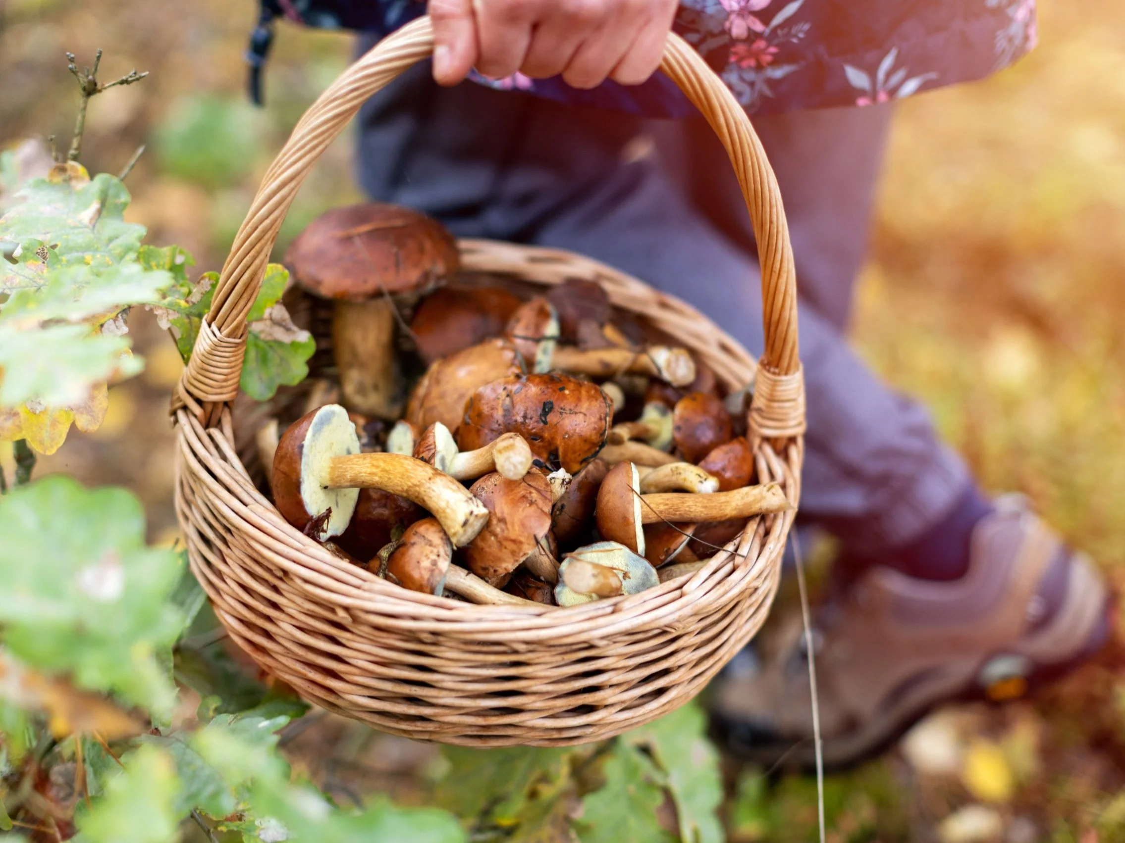 Sezon grzybowy w pełni. Najnowsze doniesienia grzybiarzy