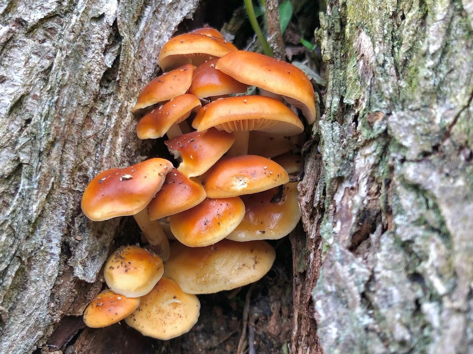 Grzybobranie nie tylko do pierwszych przymrozków. Te grzyby można zbierać późną jesienią