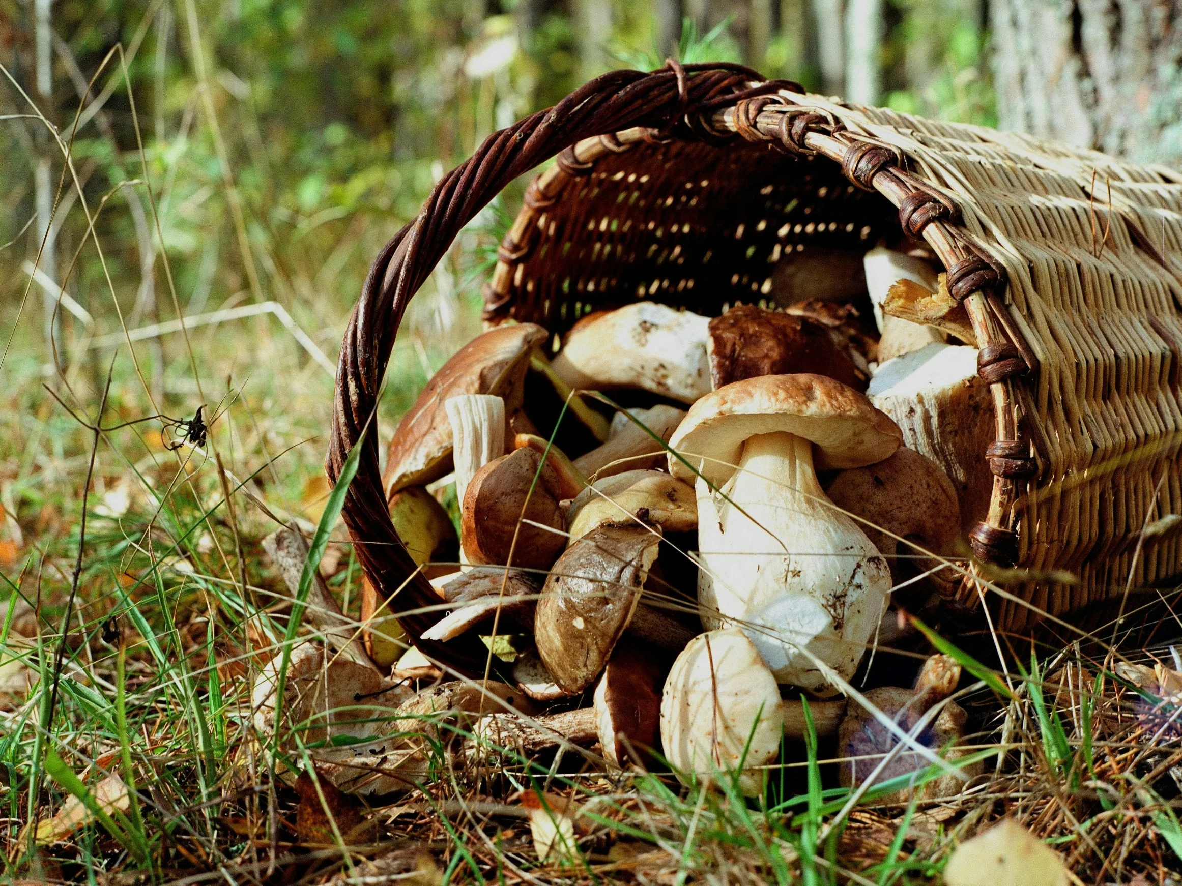 Grzybiarze nie nadążają, tak obfitych zbiorów nie było od lat. Naukowiec wyjaśnia