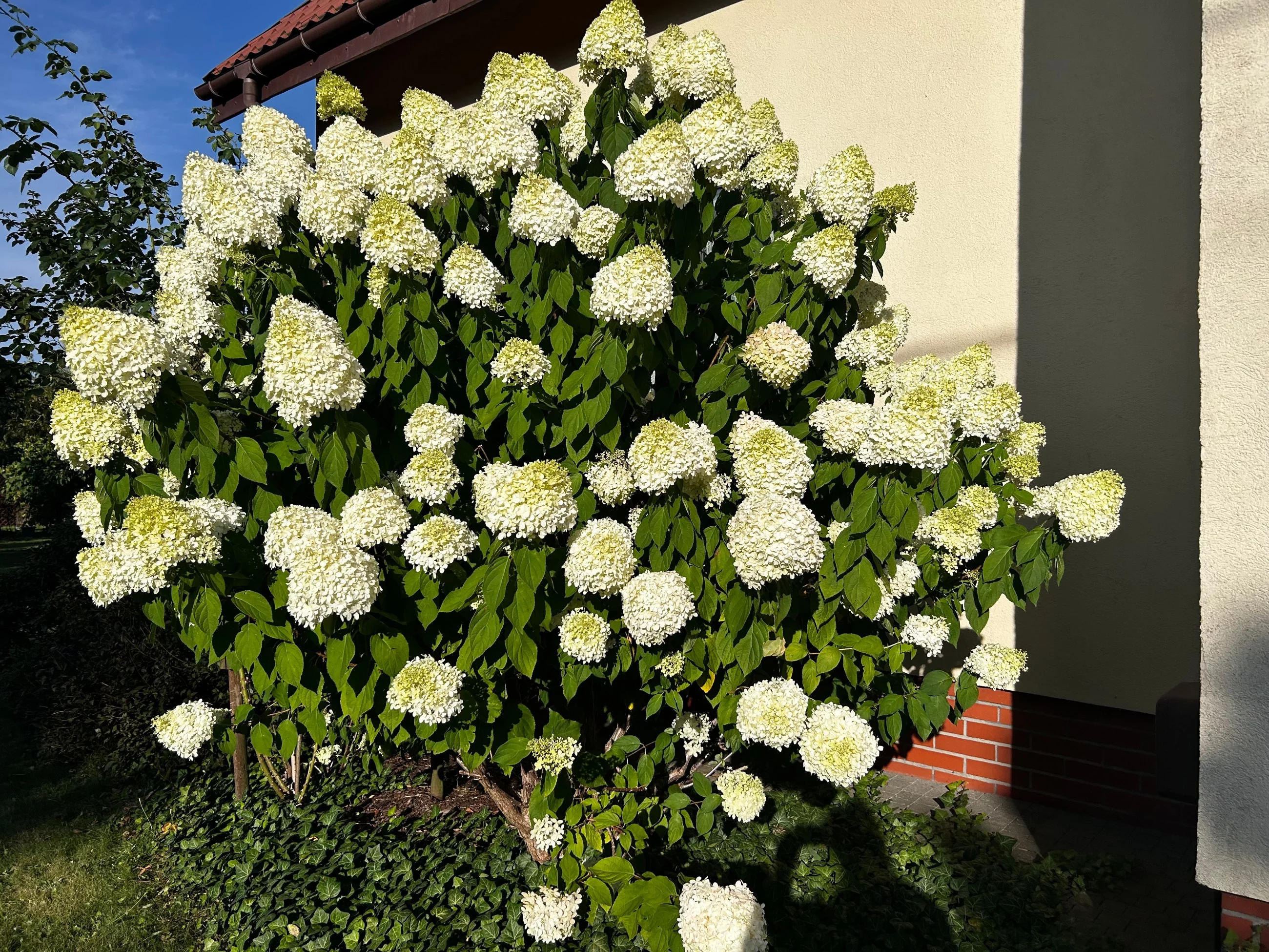 Hortensje