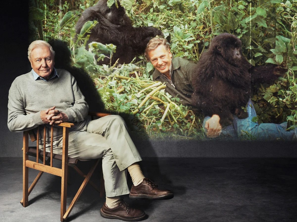 Sir David Attenborough obchodzi 100 urodziny! 10 ciekawostek o legendzie, kochanej przez cały świat
