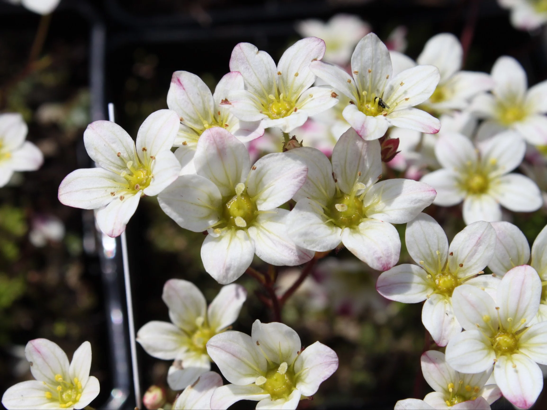 Skalnica Arendsa,  Saxifraga x arendsii