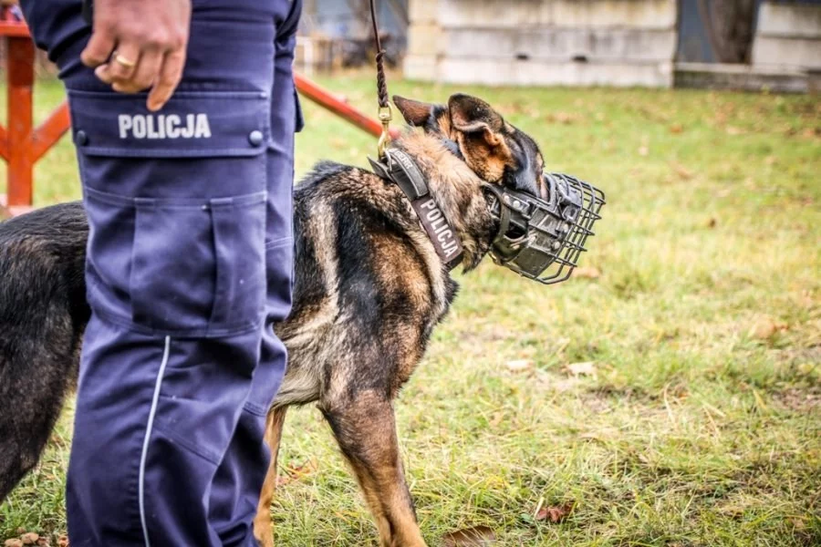 Funkcjonariusz i policyjny pies, zdjęcie ilustracyjne