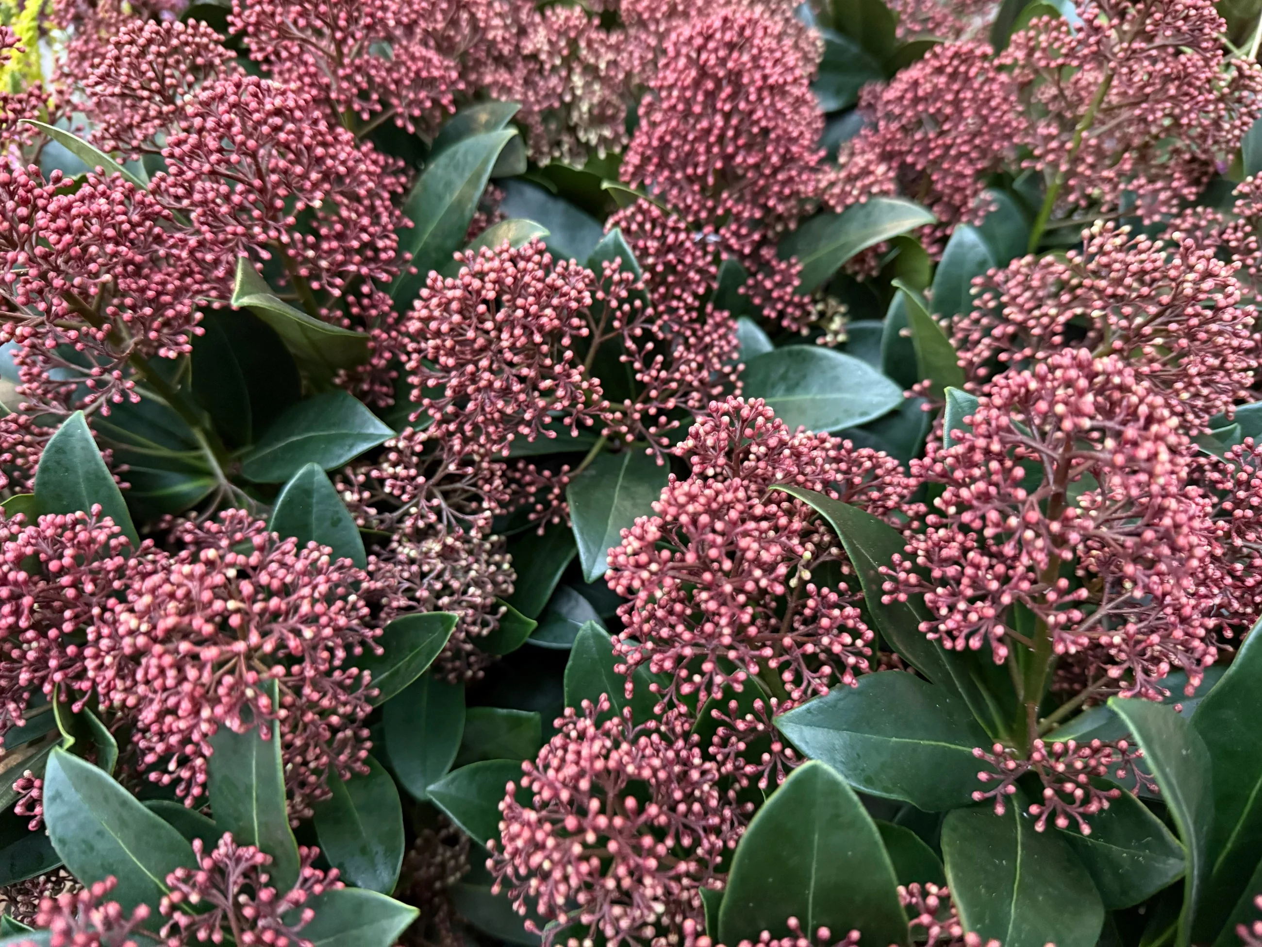 Skimia japońska kupiona jako zimowa dekoracja – warto ją zachować, bo po odpowiedniej pielęgnacji może zdobić ogród przez wiele lat