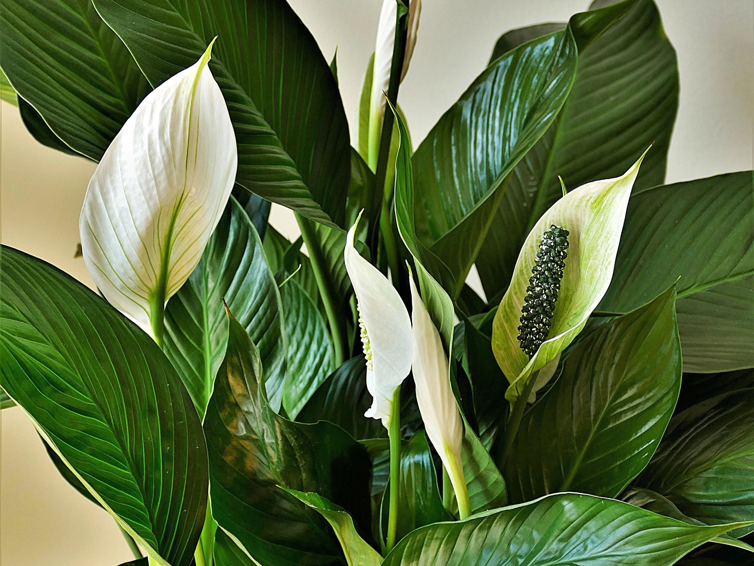 Skrzydłokwiat / Spathiphyllum