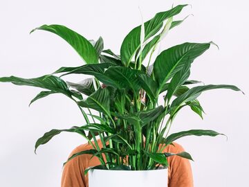 Skrzydłokwiat (Spathiphyllum)