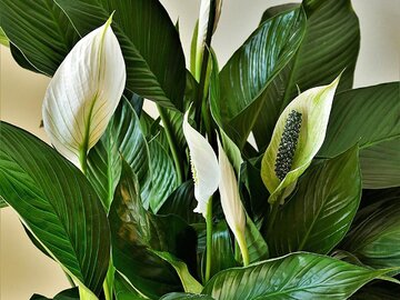 Skrzydłokwiat / Spathiphyllum