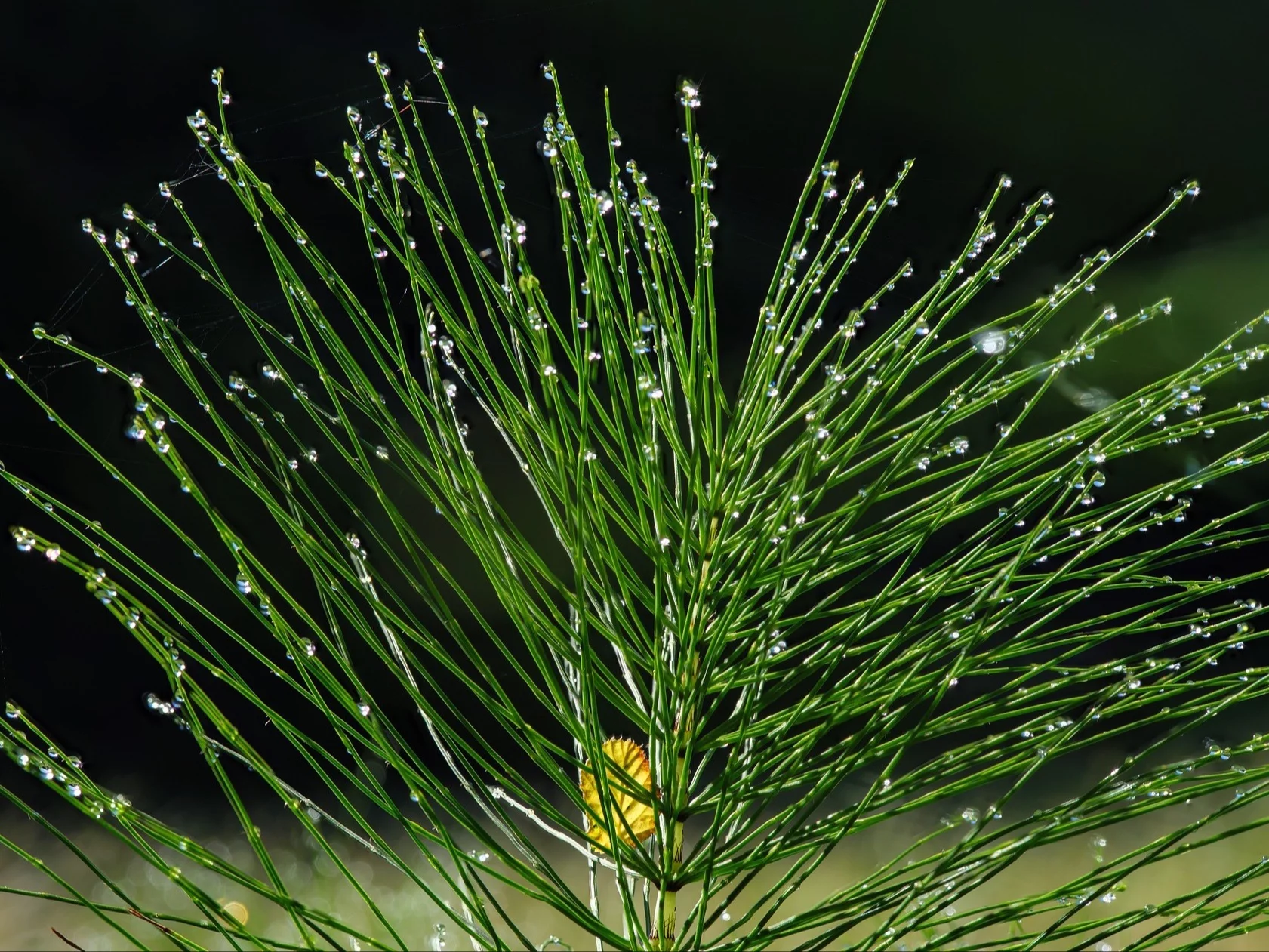 Skrzyp, zdjęcie ilustracyjne