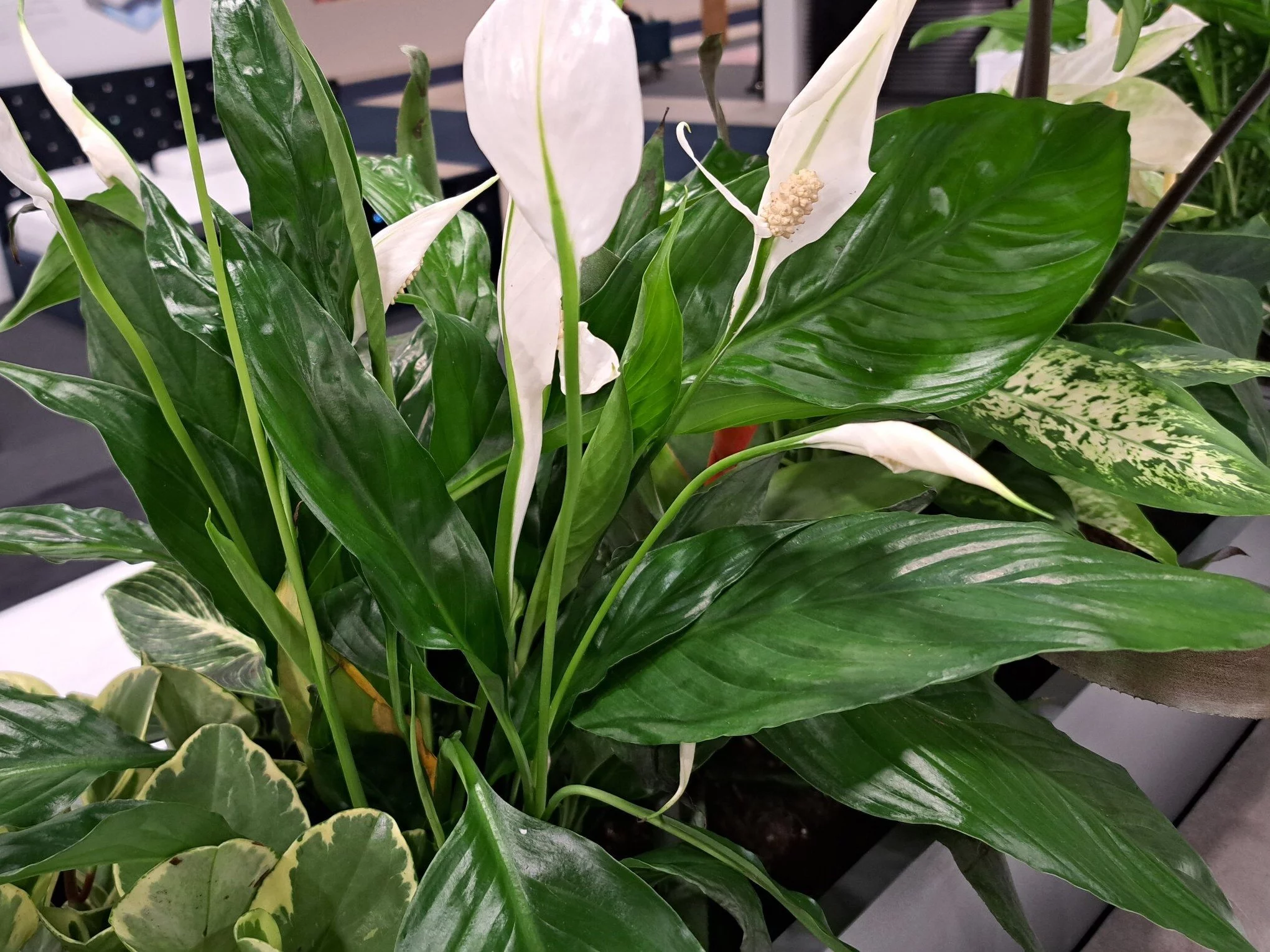 Skrzydłokwiat,  łac. Spathiphyllum