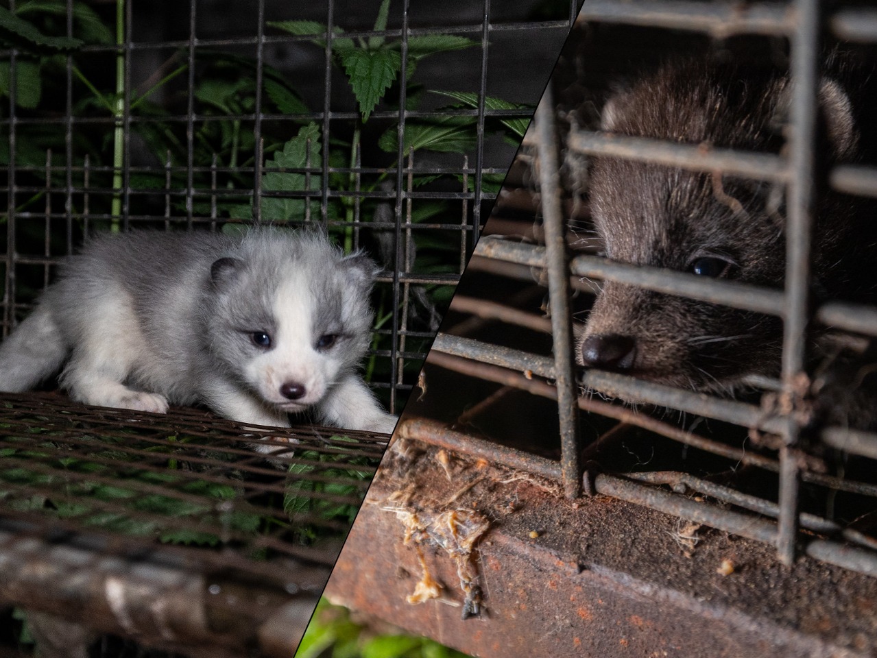 Biznes dla garstki osób, cierpienie dla milionów istnień. „Niewyobrażalne tortury”