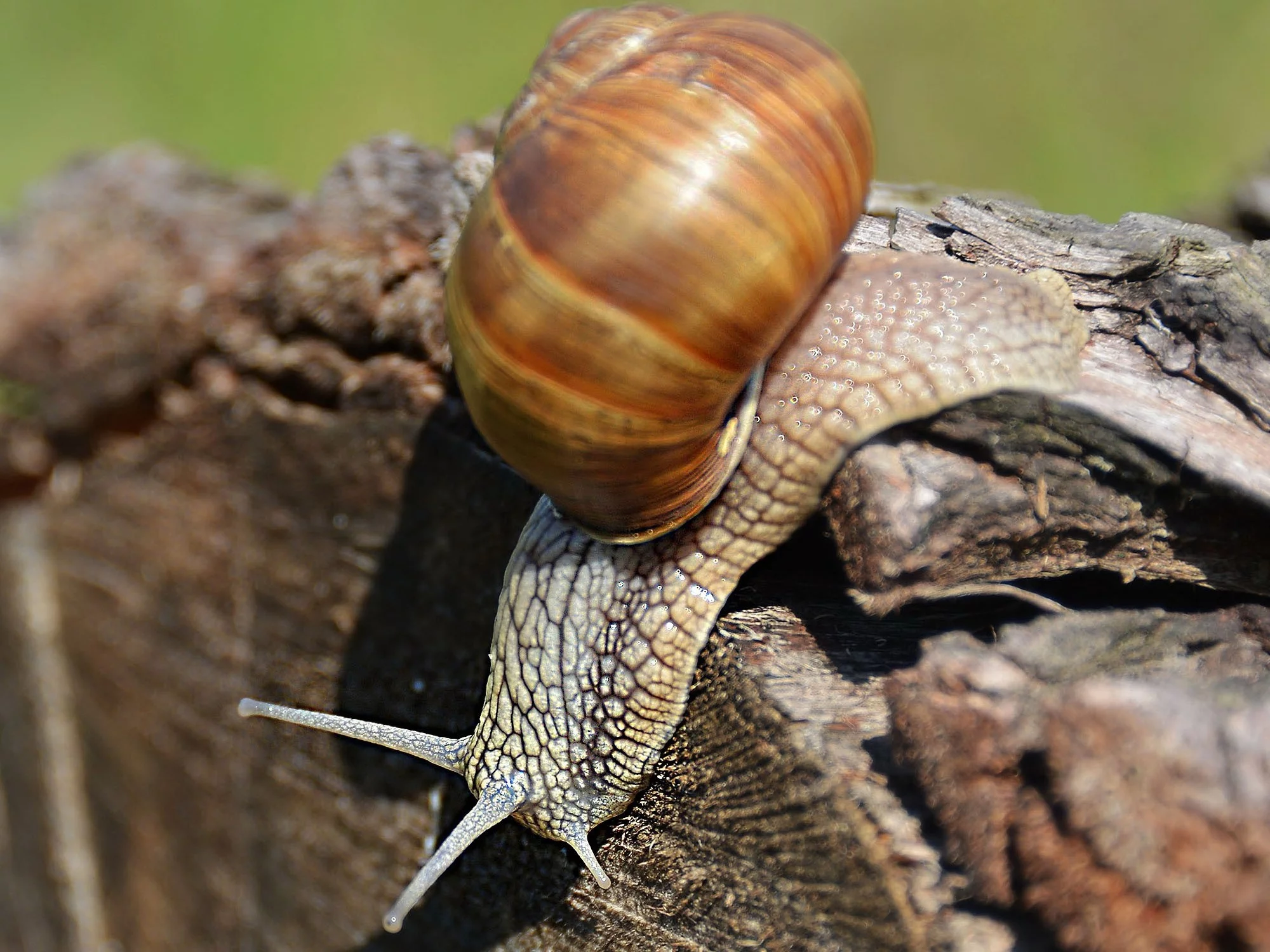 Ślimak
