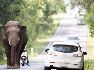 Słoń na drodze/zdjęcie poglądowe