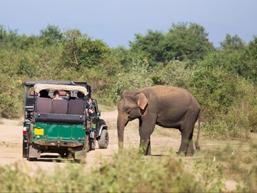 Słoń na safari w Sri Lance