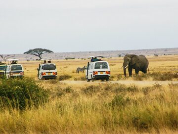 Słoń na safari/zdjęcie poglądowe