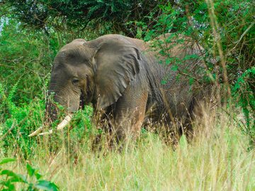 Słoń w Rwandzie/zdjęcie poglądowe