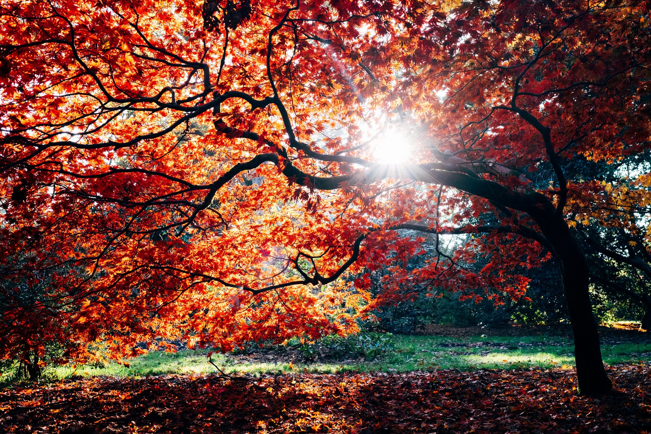 Słońce, jesień, zdj. ilustracyjne