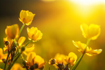 Słońce, kwiaty, zdj. ilustracyjne